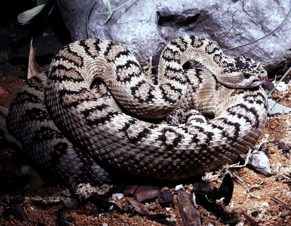 Great Basin Rattlesnake