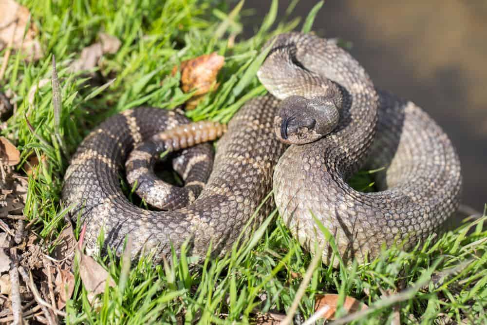 venomous snake near its nest