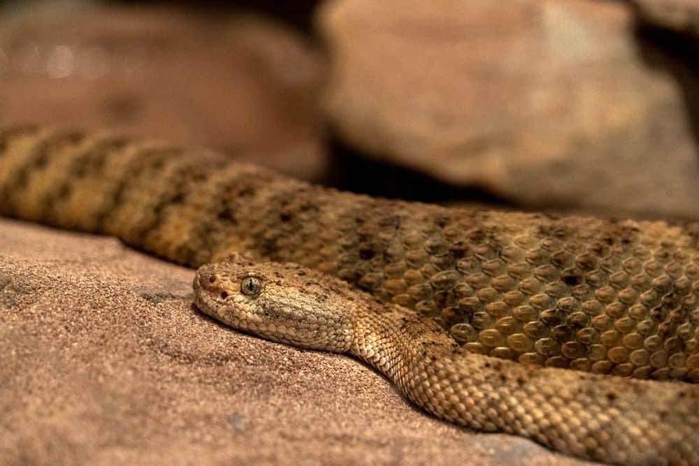 Panamint Rattlesnake