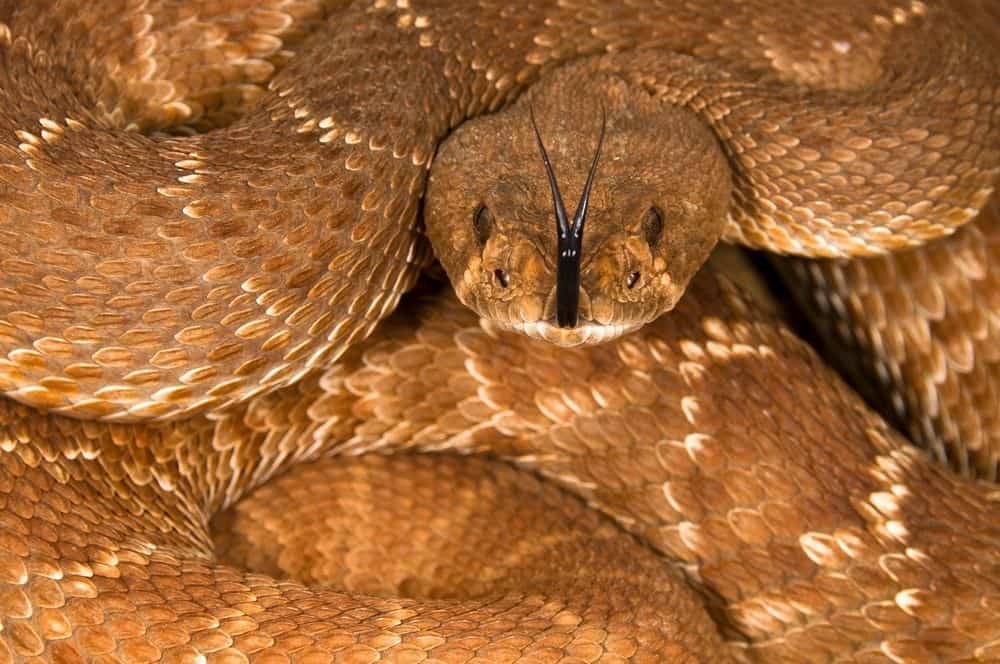 Red Diamond Rattlesnake