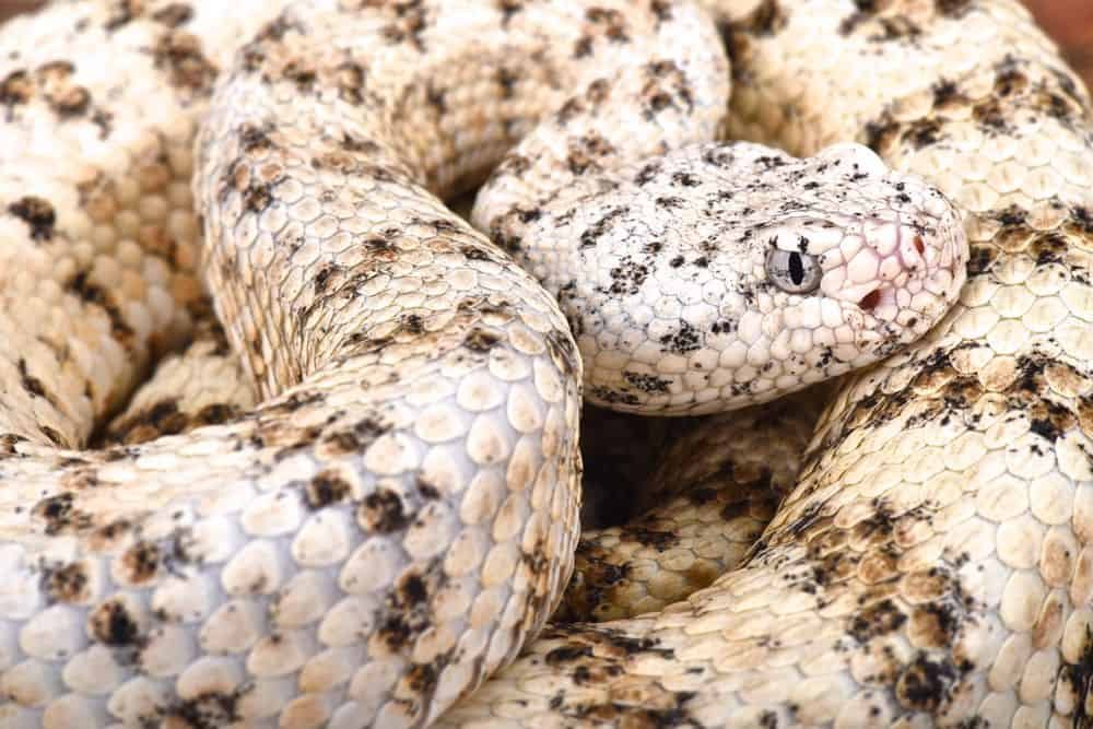 Southwestern Speckled Rattlesnake