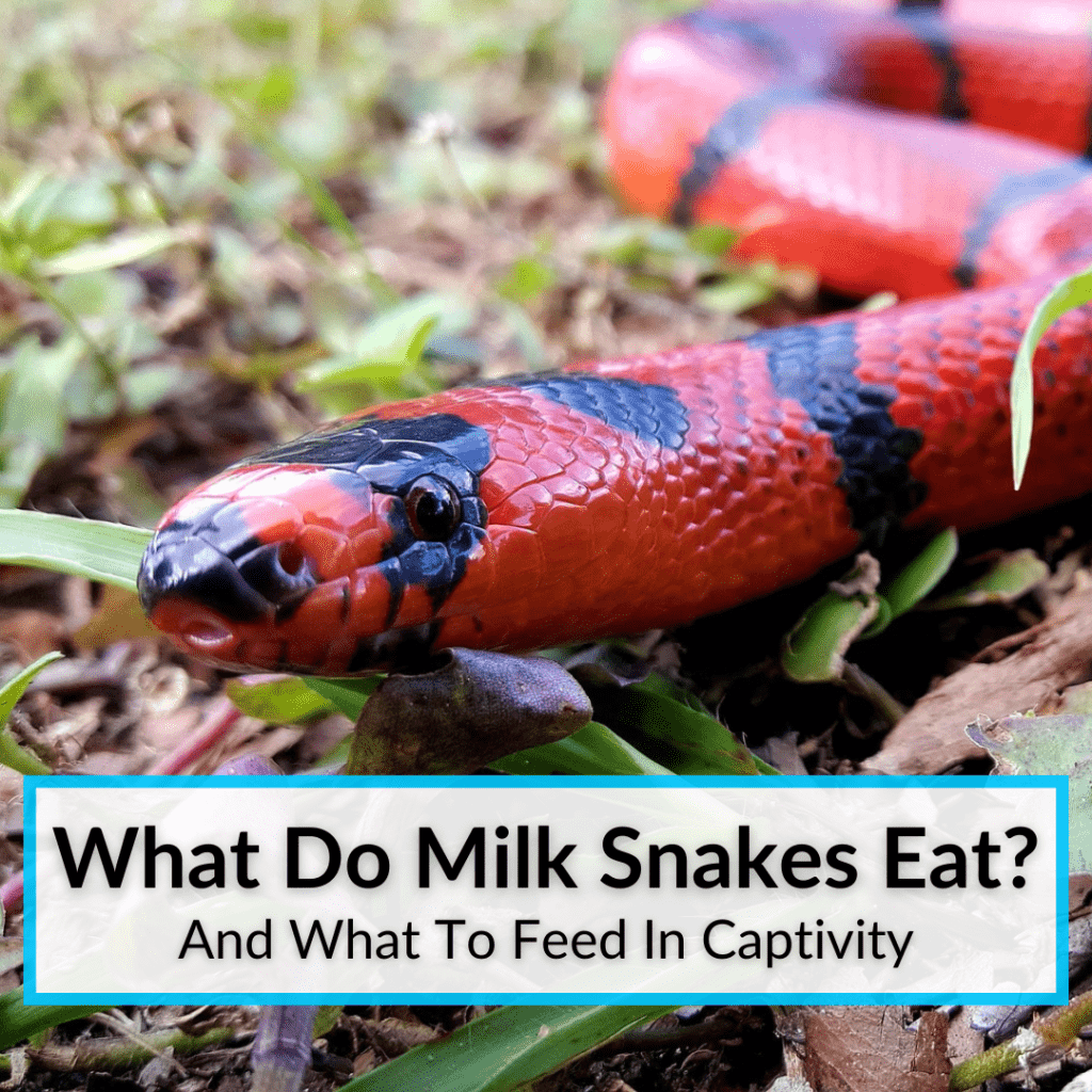 What Do Milk Snakes Eat? (And What To Feed In Captivity)