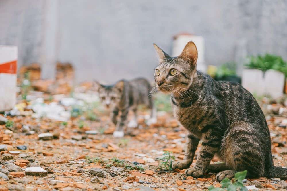 are snakes scared of cats