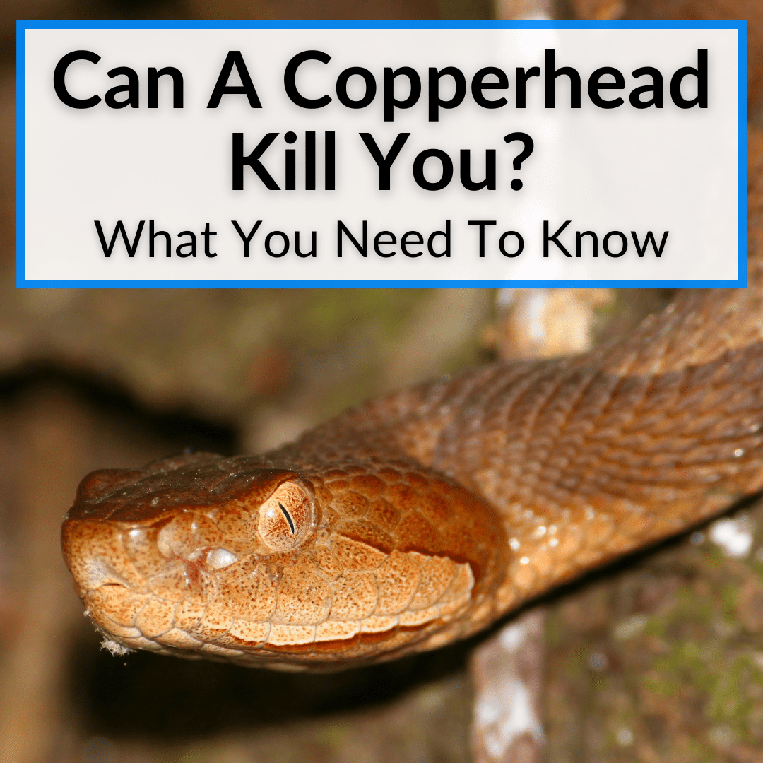 Can A Copperhead Kill You
