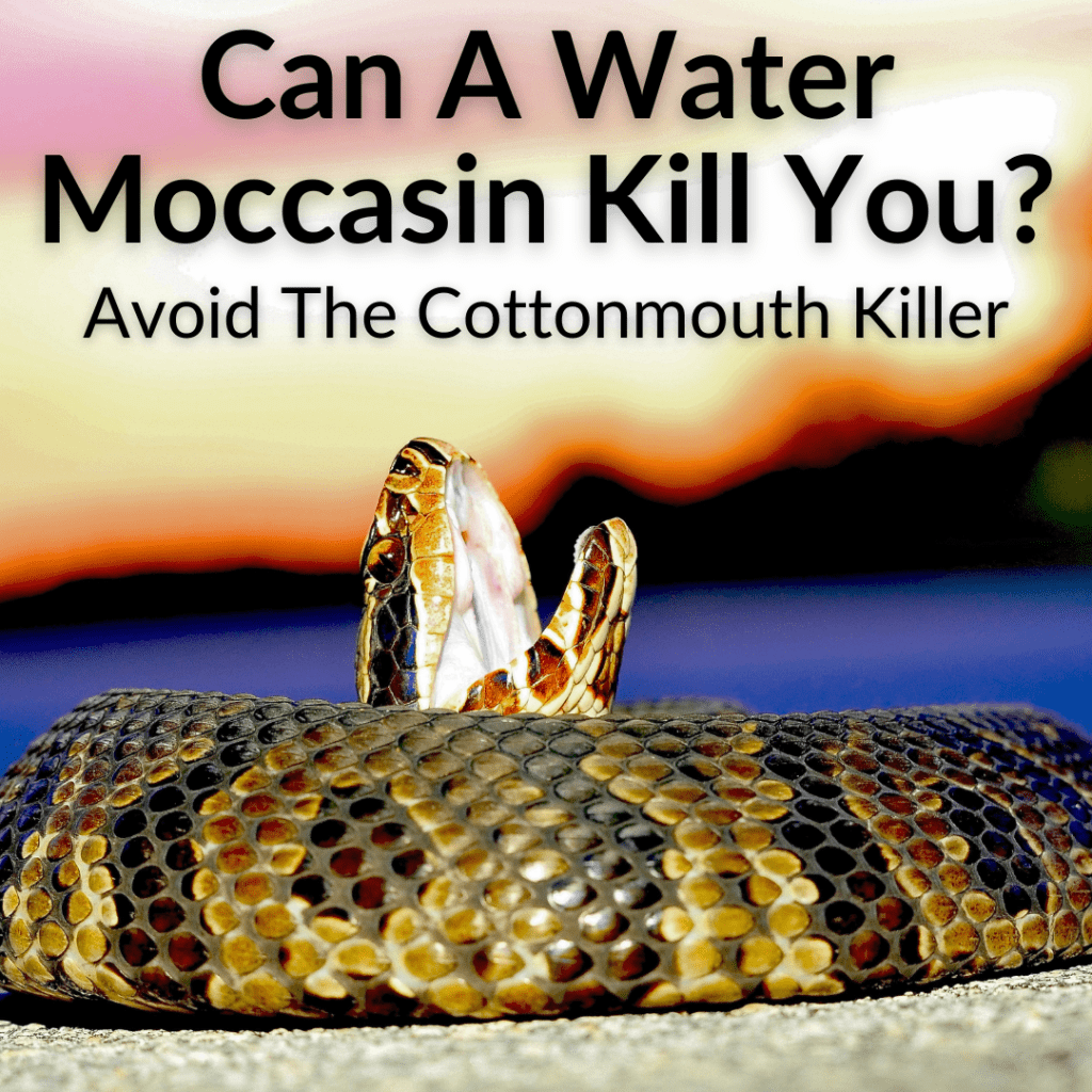 Can A Water Moccasin Kill You? (Avoid The Cottonmouth Killer)