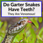 Do Garter Snakes Have Teeth