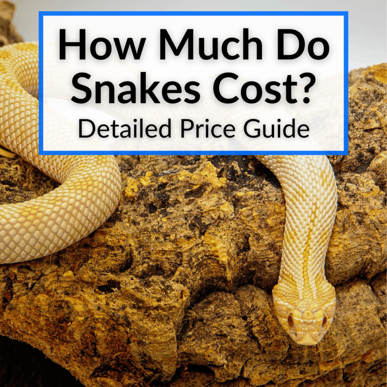 How Much Do Snakes Cost? (Detailed Price Guide)