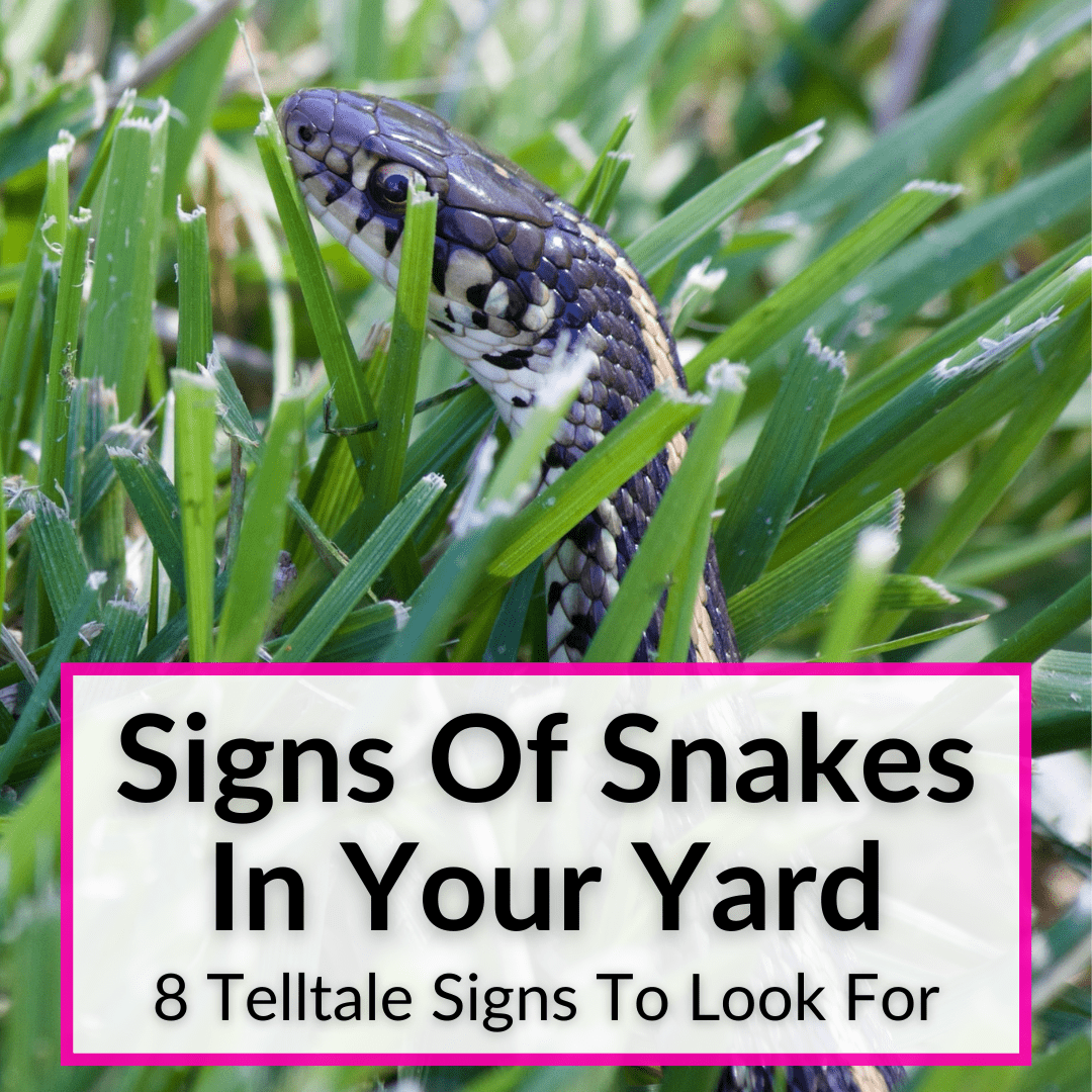 Signs Of Snakes In Your Yard