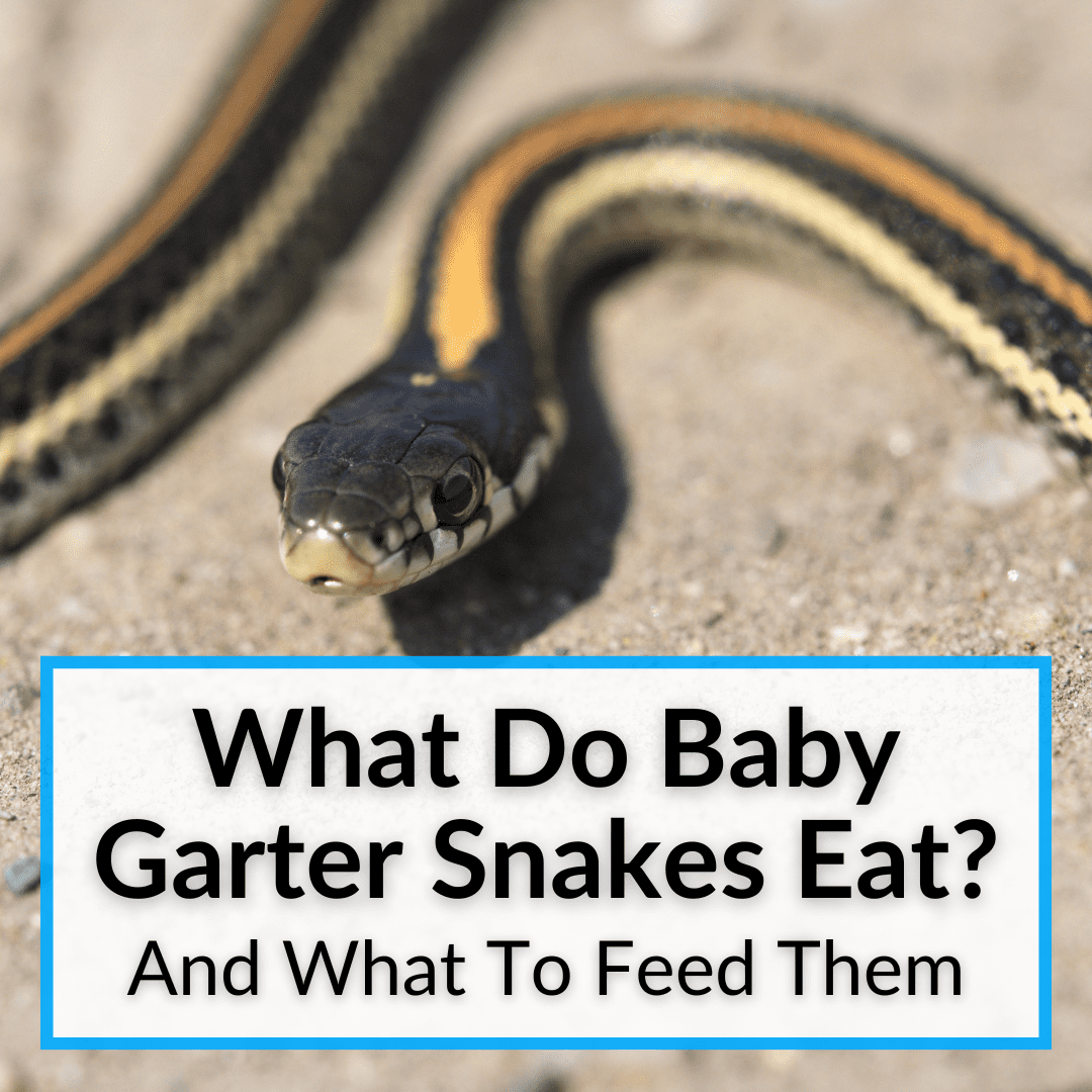 What Do Baby Garter Snakes Eat? (And What To Feed Them)