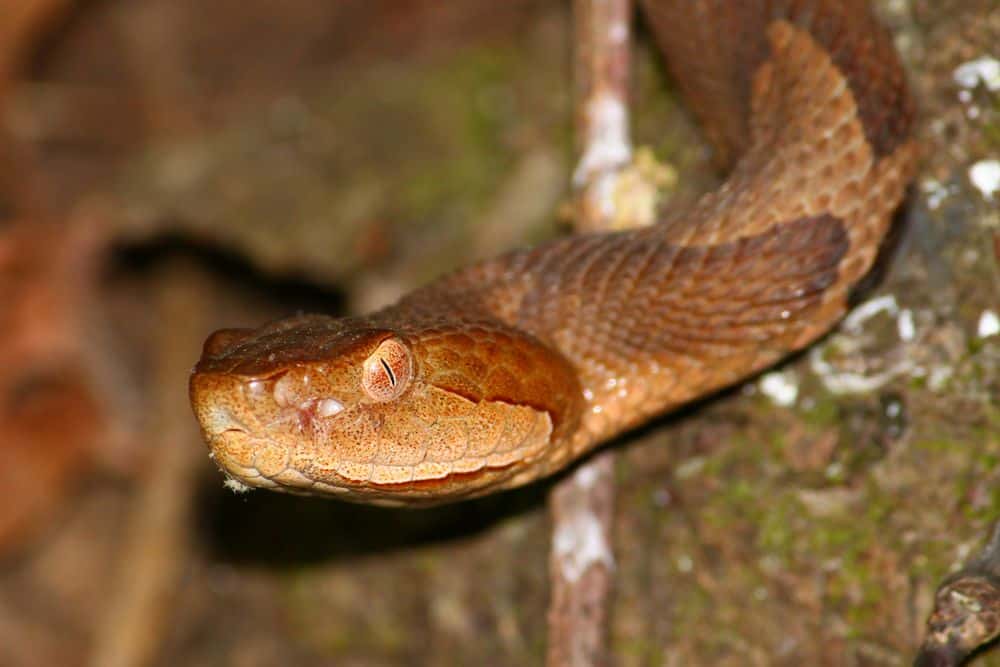 copperhead snake close up