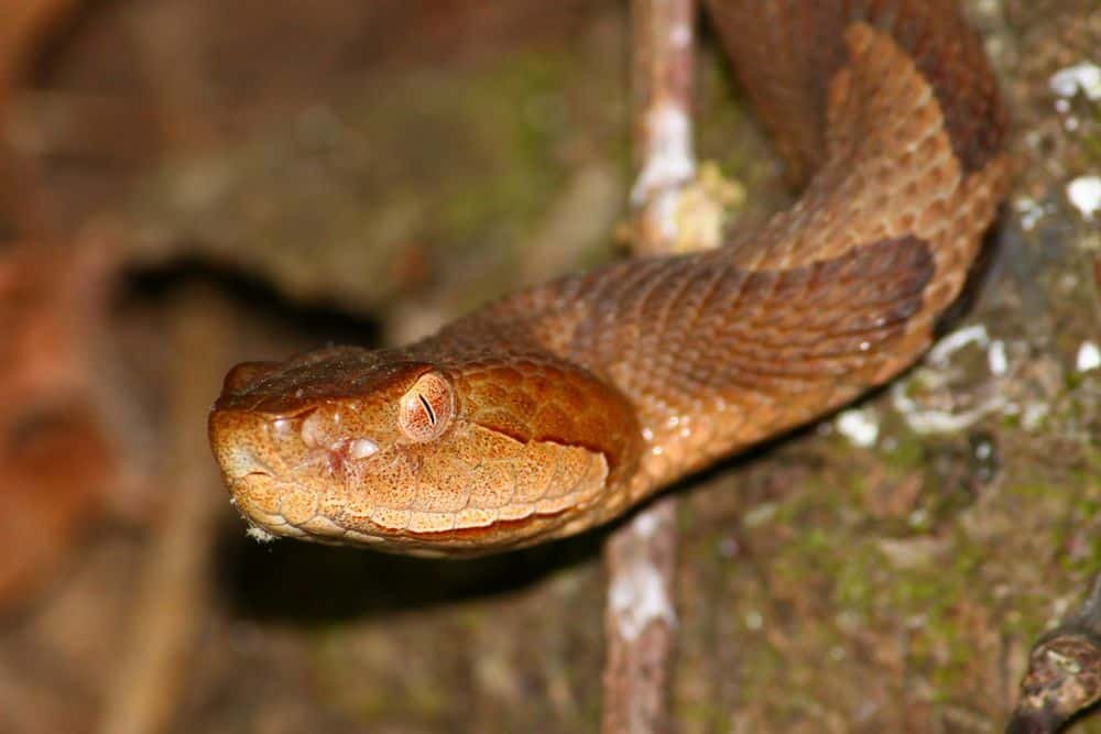 Copperhead snake