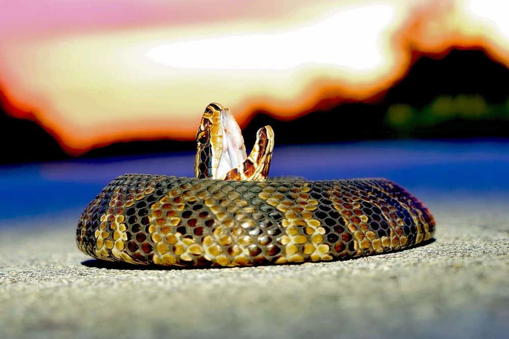 water moccasin waiting to bite on a road