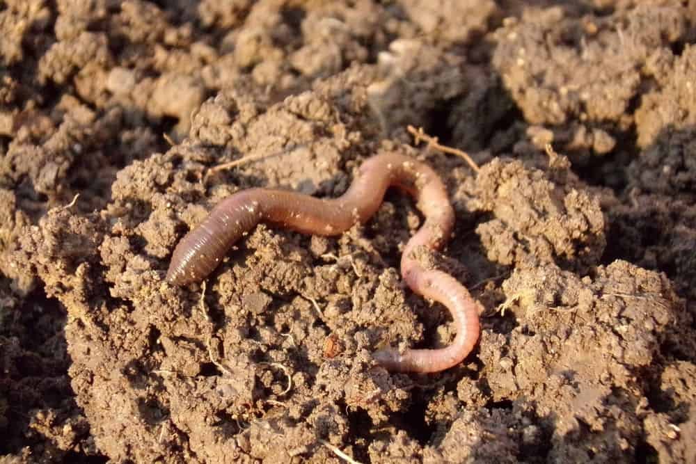 earthworm for baby garter snake to eat