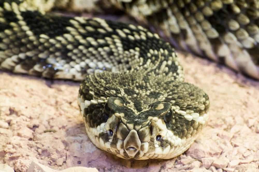 Eastern diamondback rattlesnake