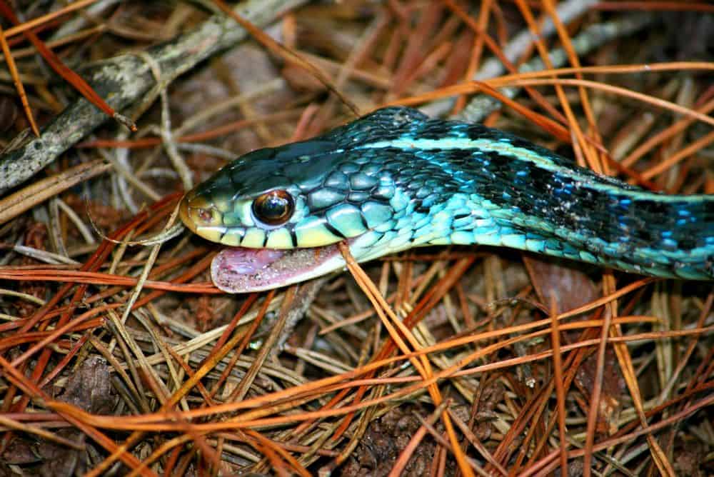 garter snake with open mouth showing teeth