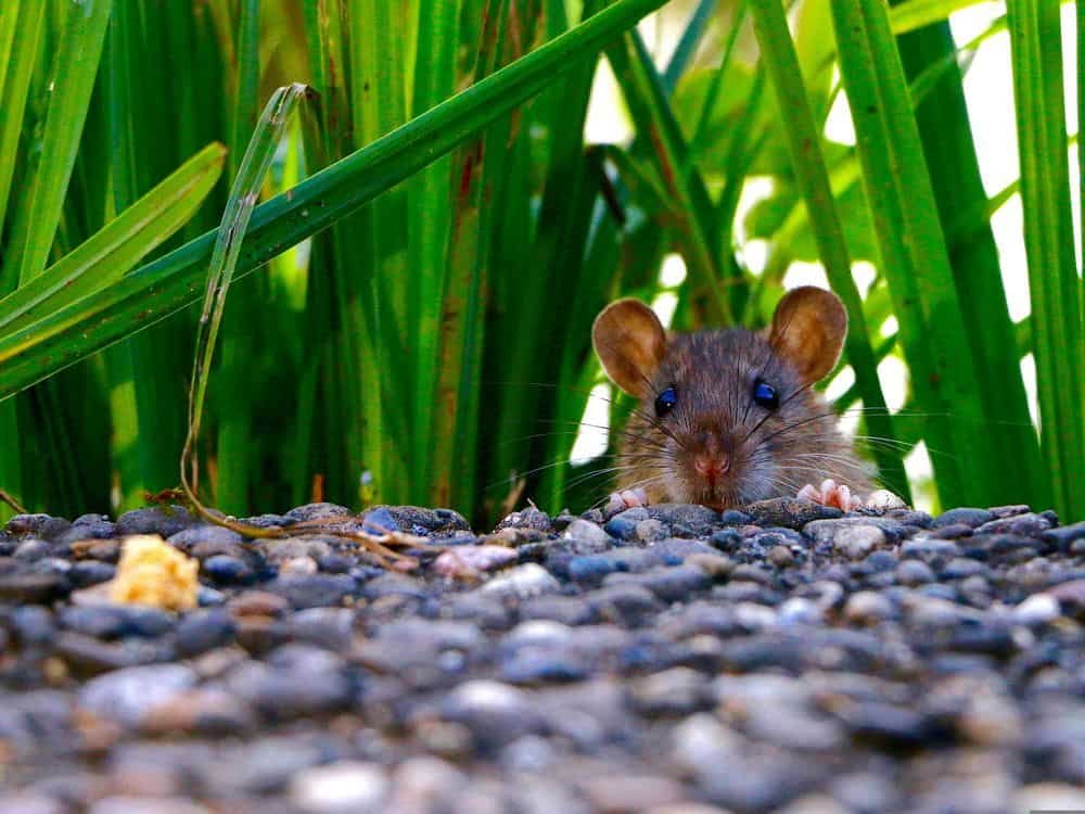 rat in yard attracts snakes