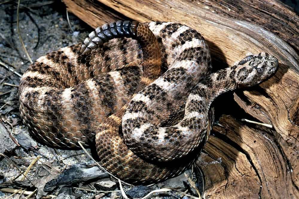 Tiger Rattlesnake