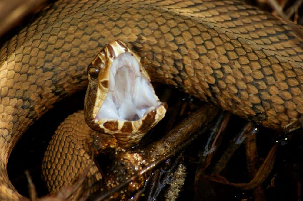cottonmouth snakes have unique smell