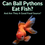Can Ball Pythons Eat Fish