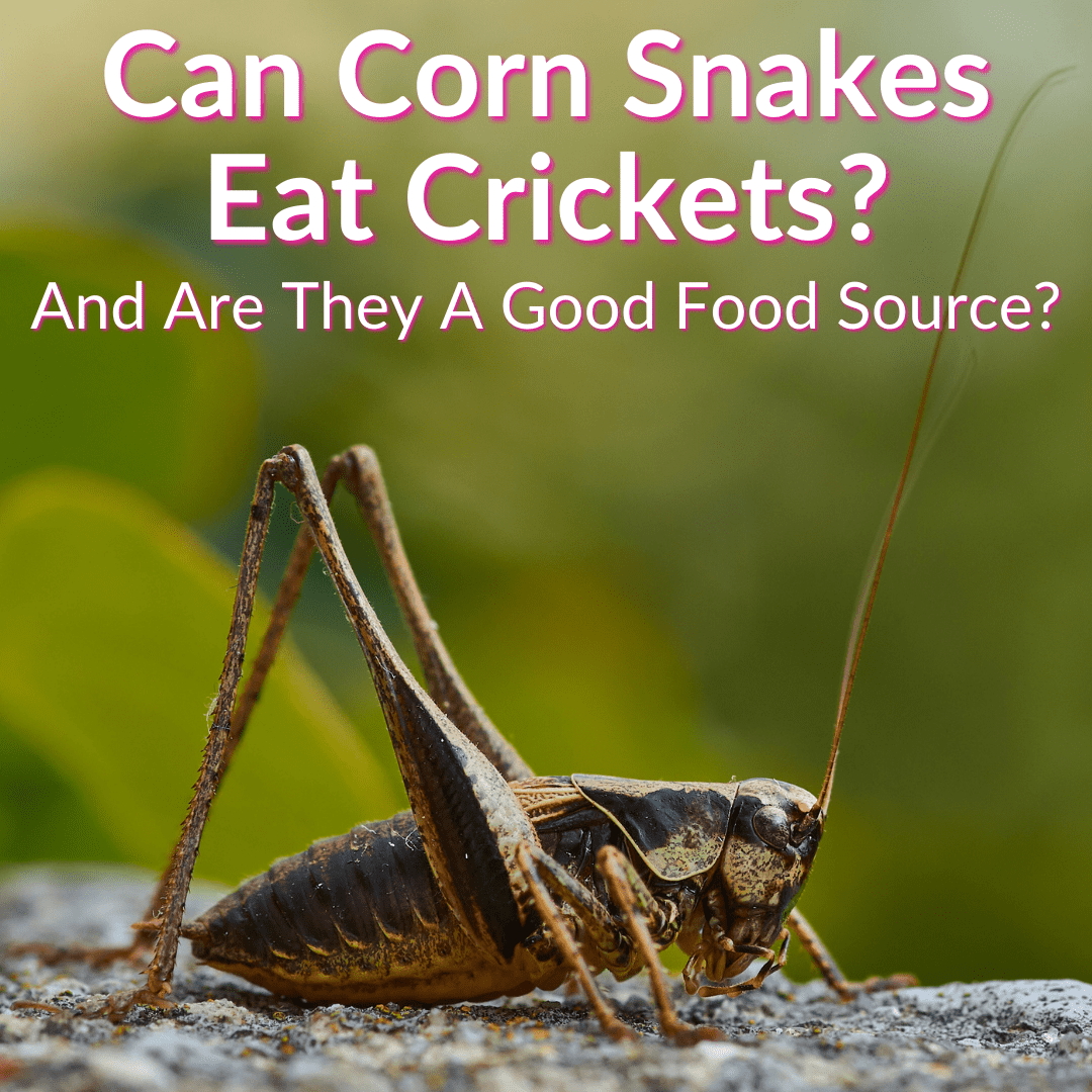 Can Corn Snakes Eat Crickets? (And Are They A Good Food Source?)