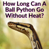 How Long Can A Ball Python Go Without Heat