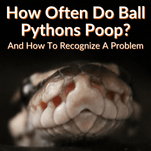 Tæppe Python How Often Do Ball Pythons Poop? (+Recognizing A Problem)