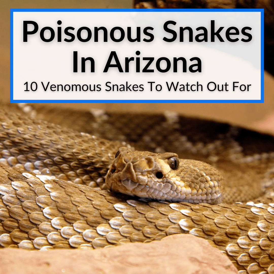 Poisonous Snakes In Arizona