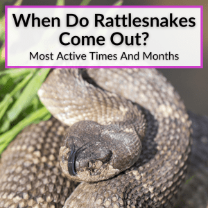 When Do Rattlesnakes Come Out