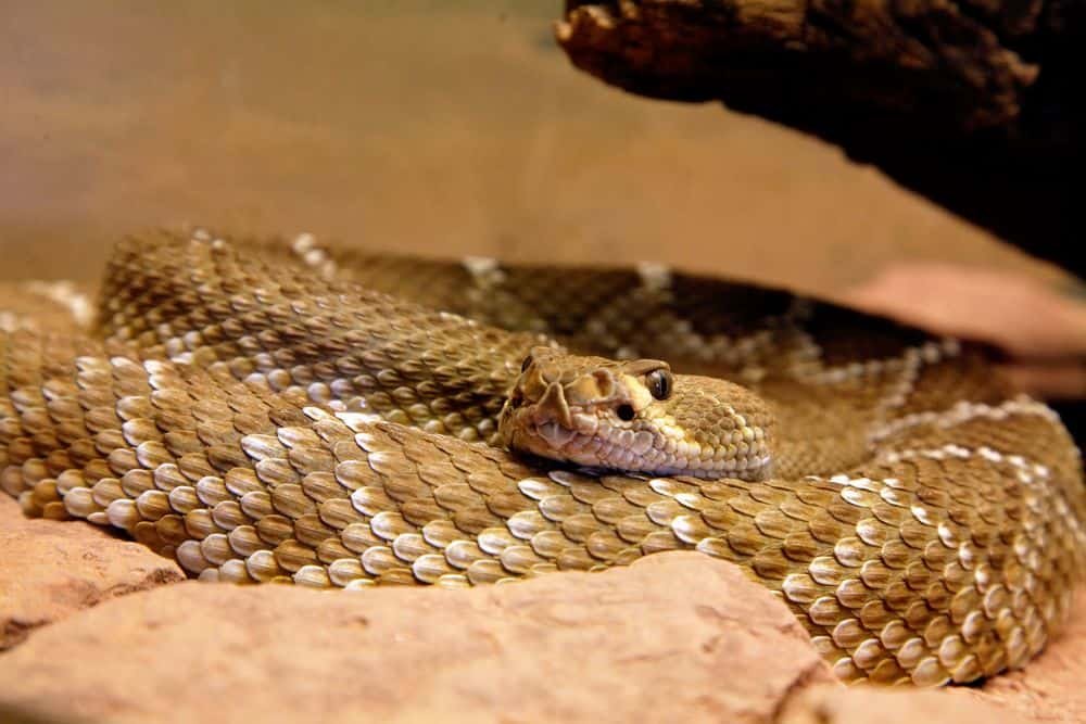 Arizona Black Rattlesnake