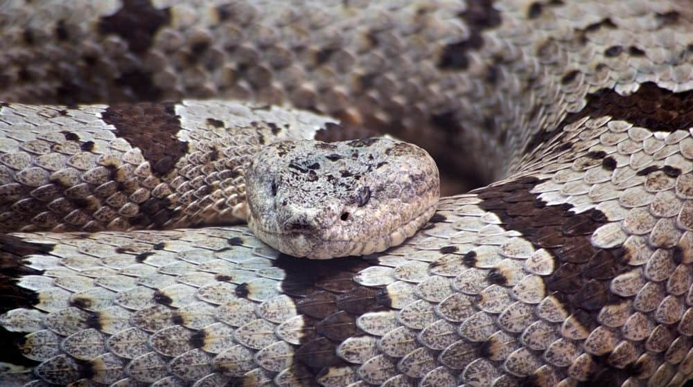 desert rattlesnake