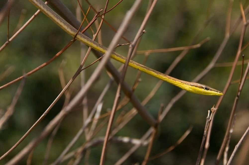 Mexican vine snake