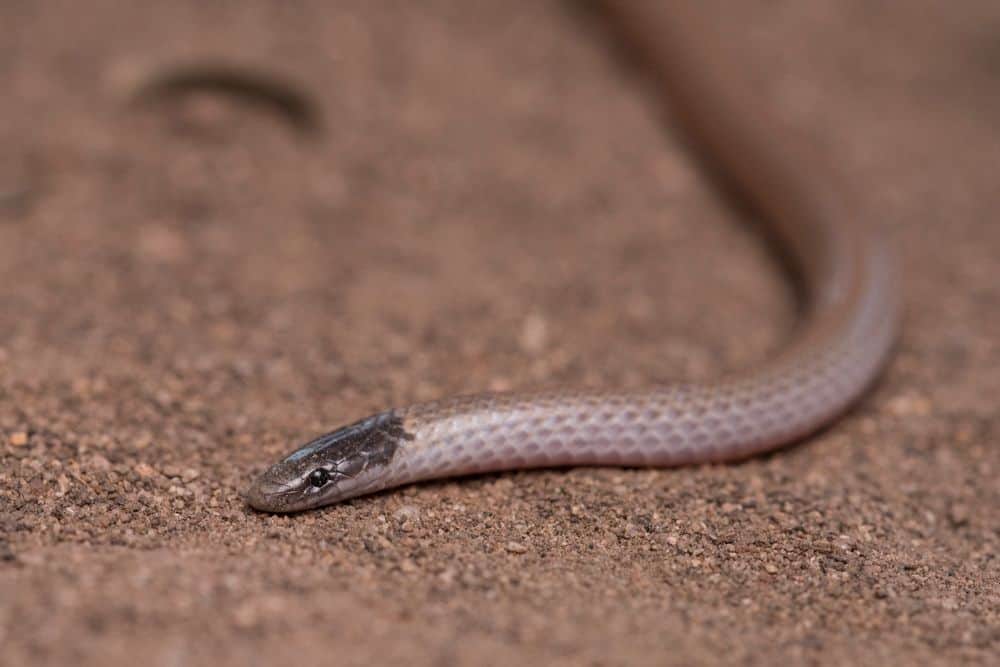 Southwestern Blackhead Snake