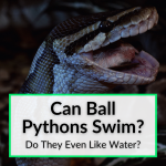 Can Ball Pythons Swim