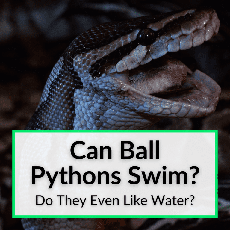 Can ball pythons swim do they even like water 