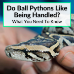 Do Ball Pythons Like Being Handled
