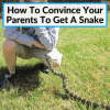 How To Convince Your Parents To Get A Snake