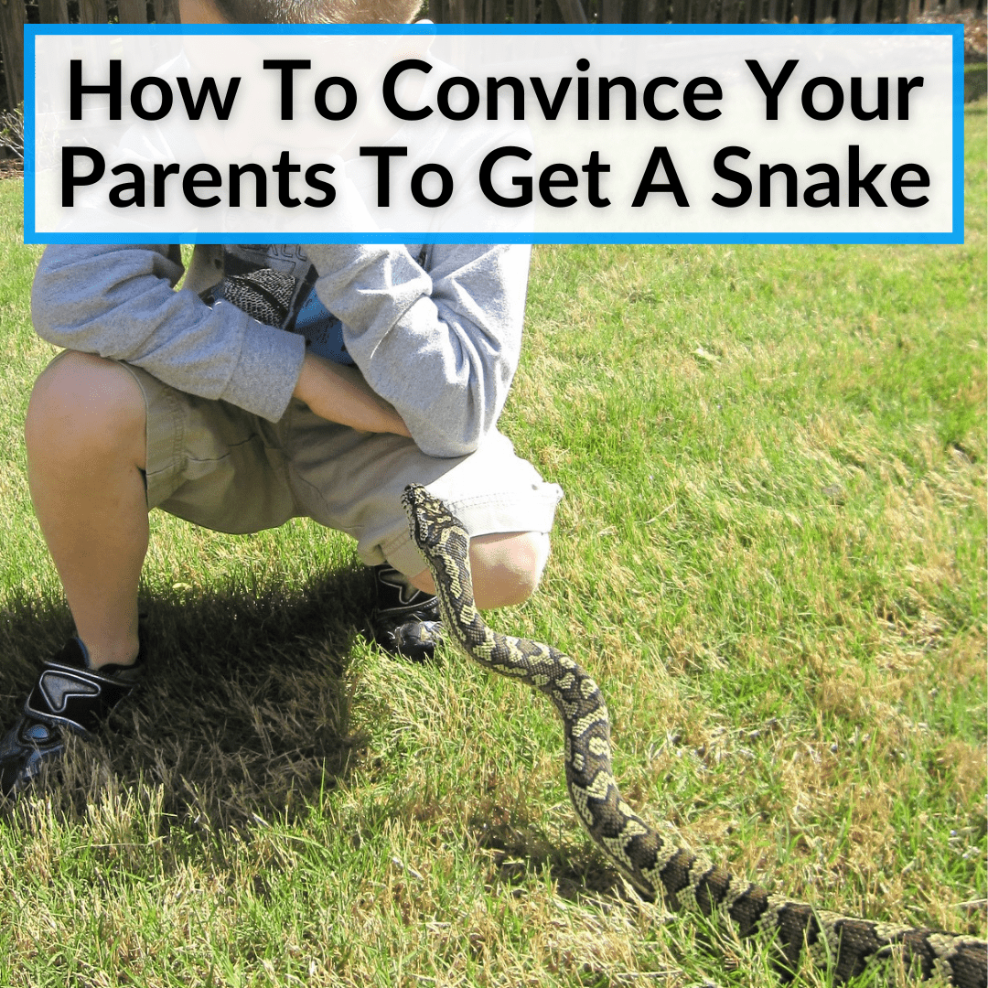 How To Convince Your Parents To Get A Snake