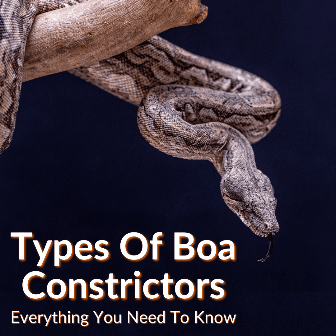 Types Of Boa Constrictors