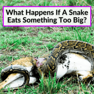 What Happens If A Snake Eats Something Too Big