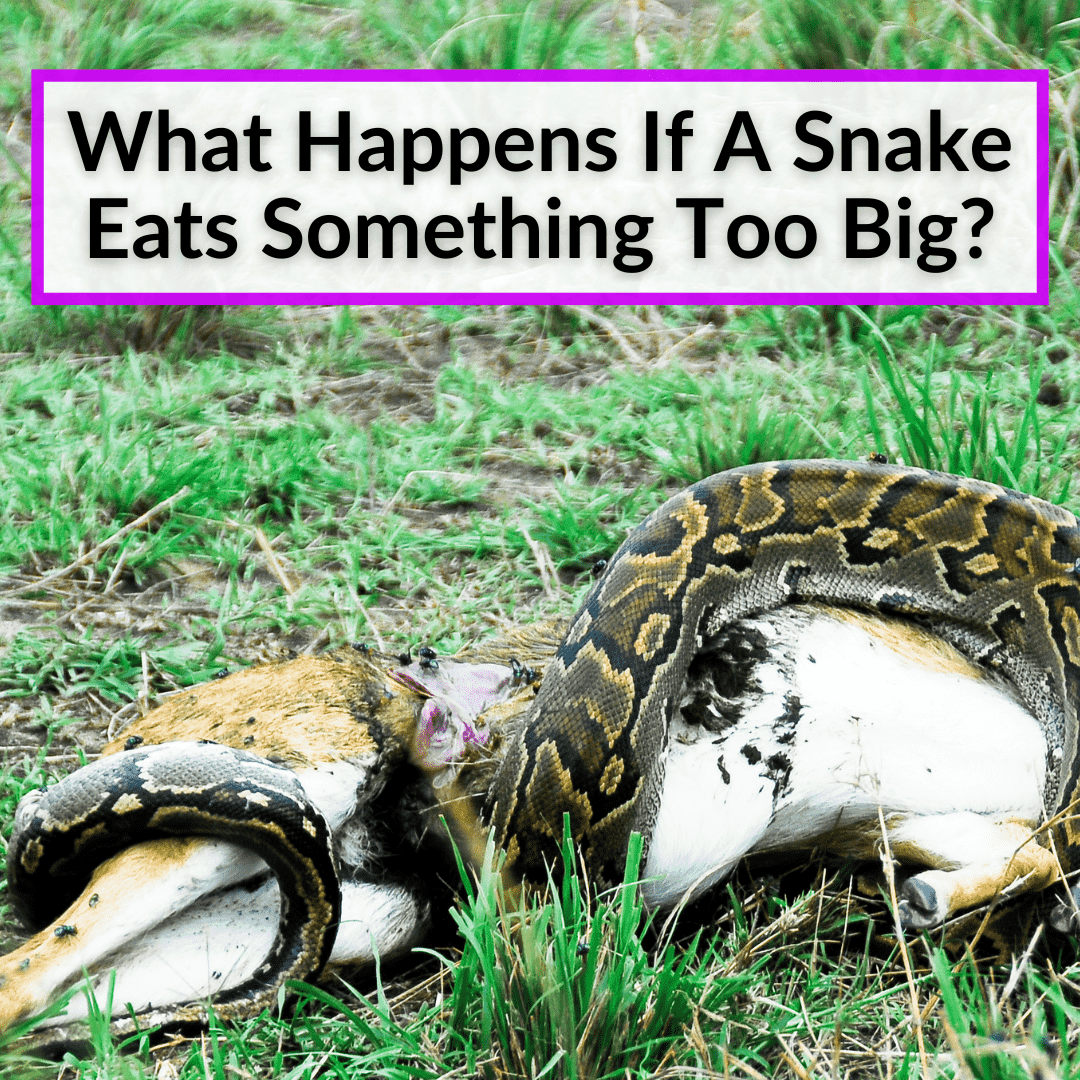 Snake Eats Deer Whole