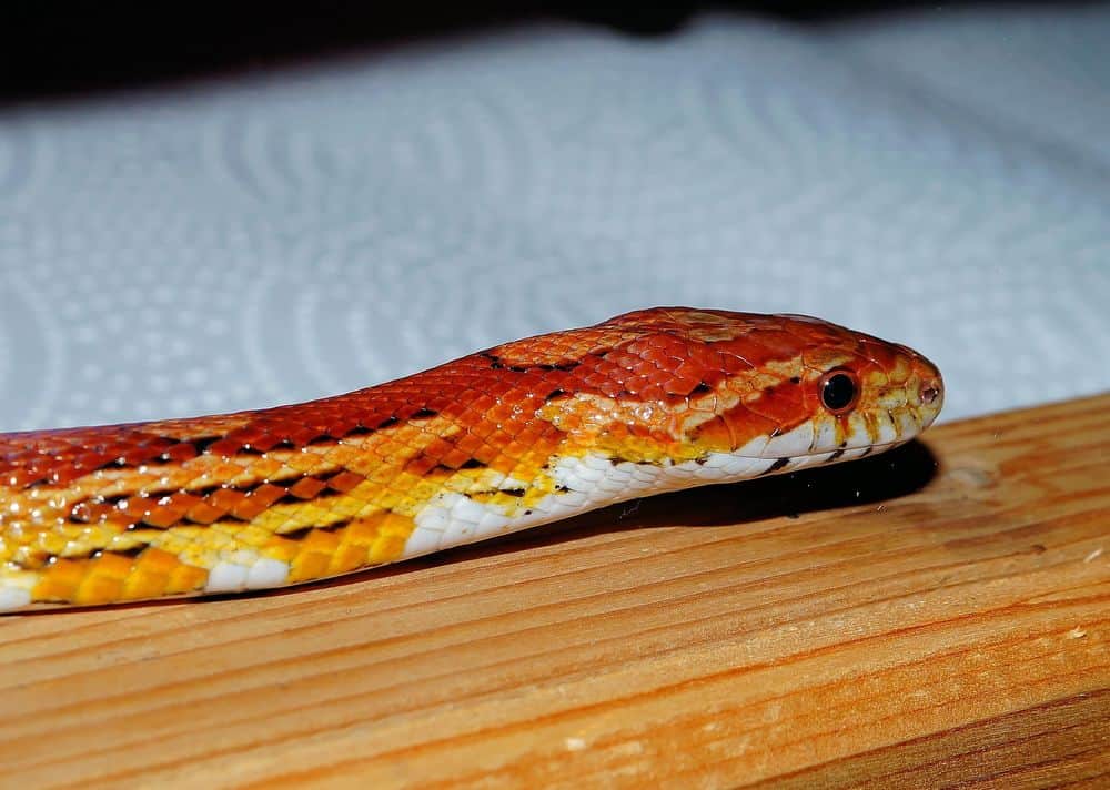corn snake with relaxed body position