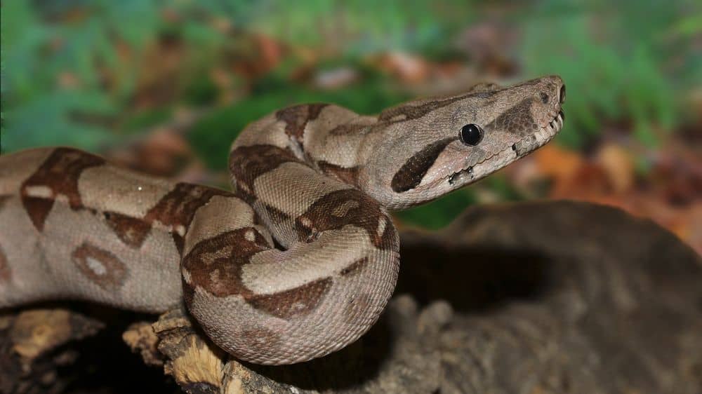 red tail boa constrictor