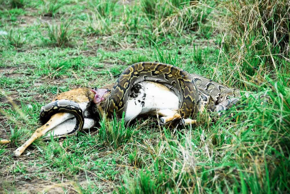 snake eating large gazelle