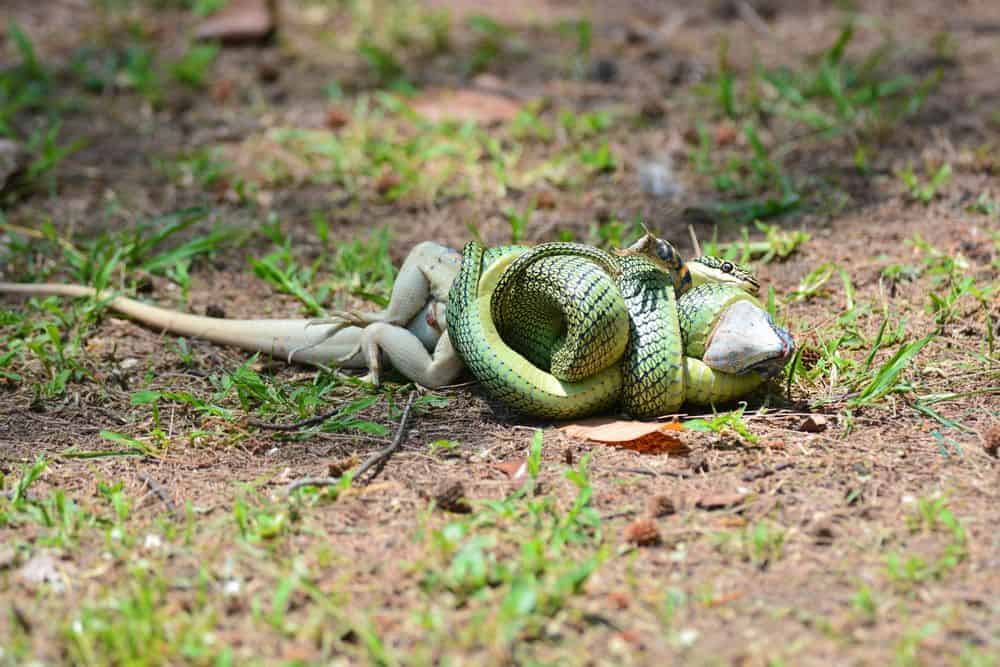 snake trying to eat large lizard