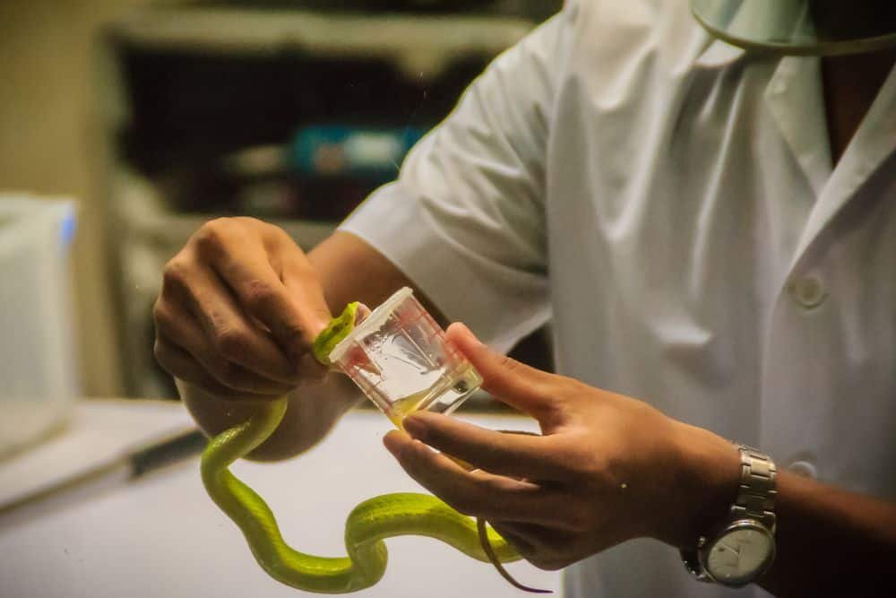 snake milker working in lab with viper