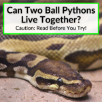 Can Two Ball Pythons Live Together