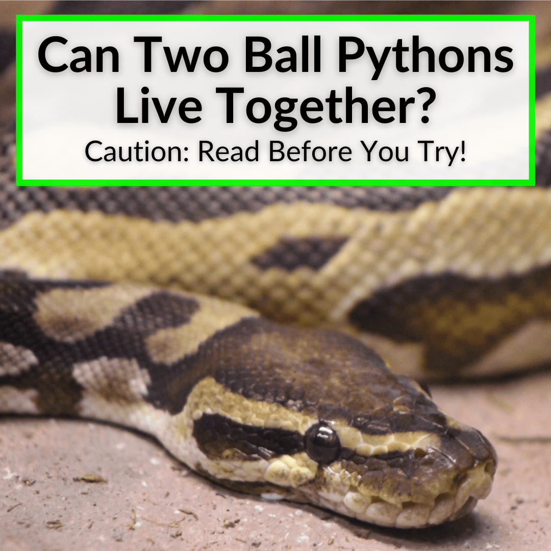 Can Two Ball Pythons Live Together