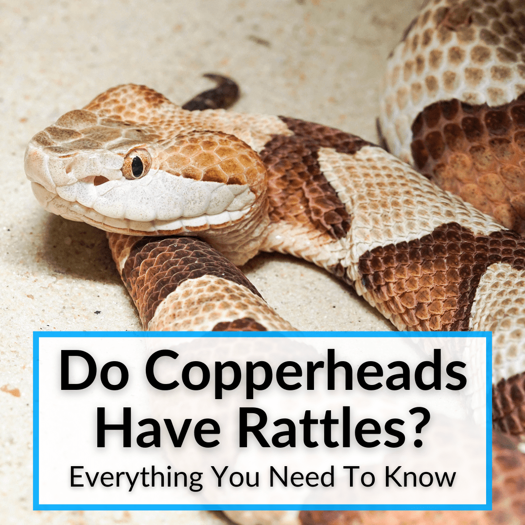 Do Copperheads Have Rattles