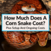 How Much Does A Corn Snake Cost