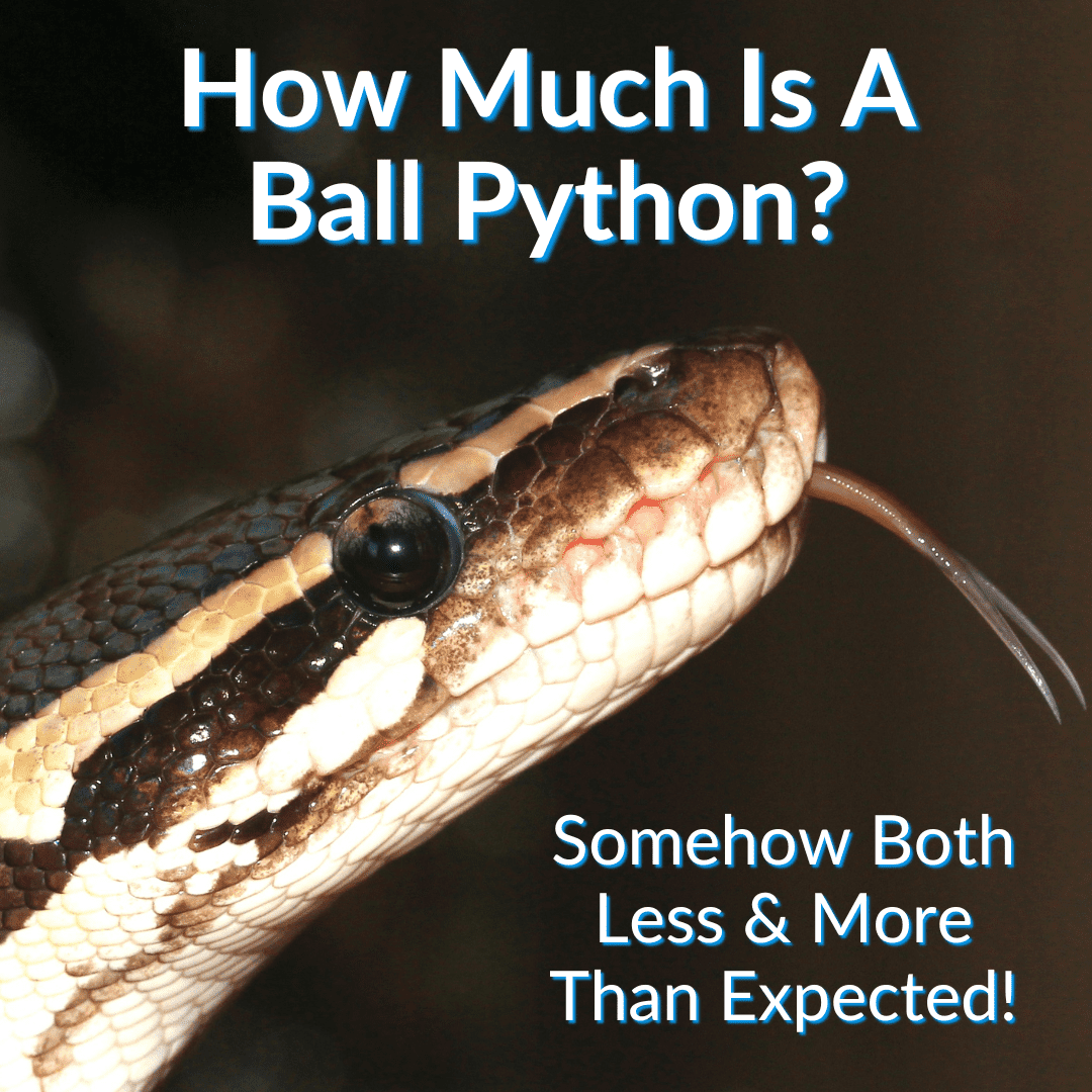 How Much Is A Ball Python